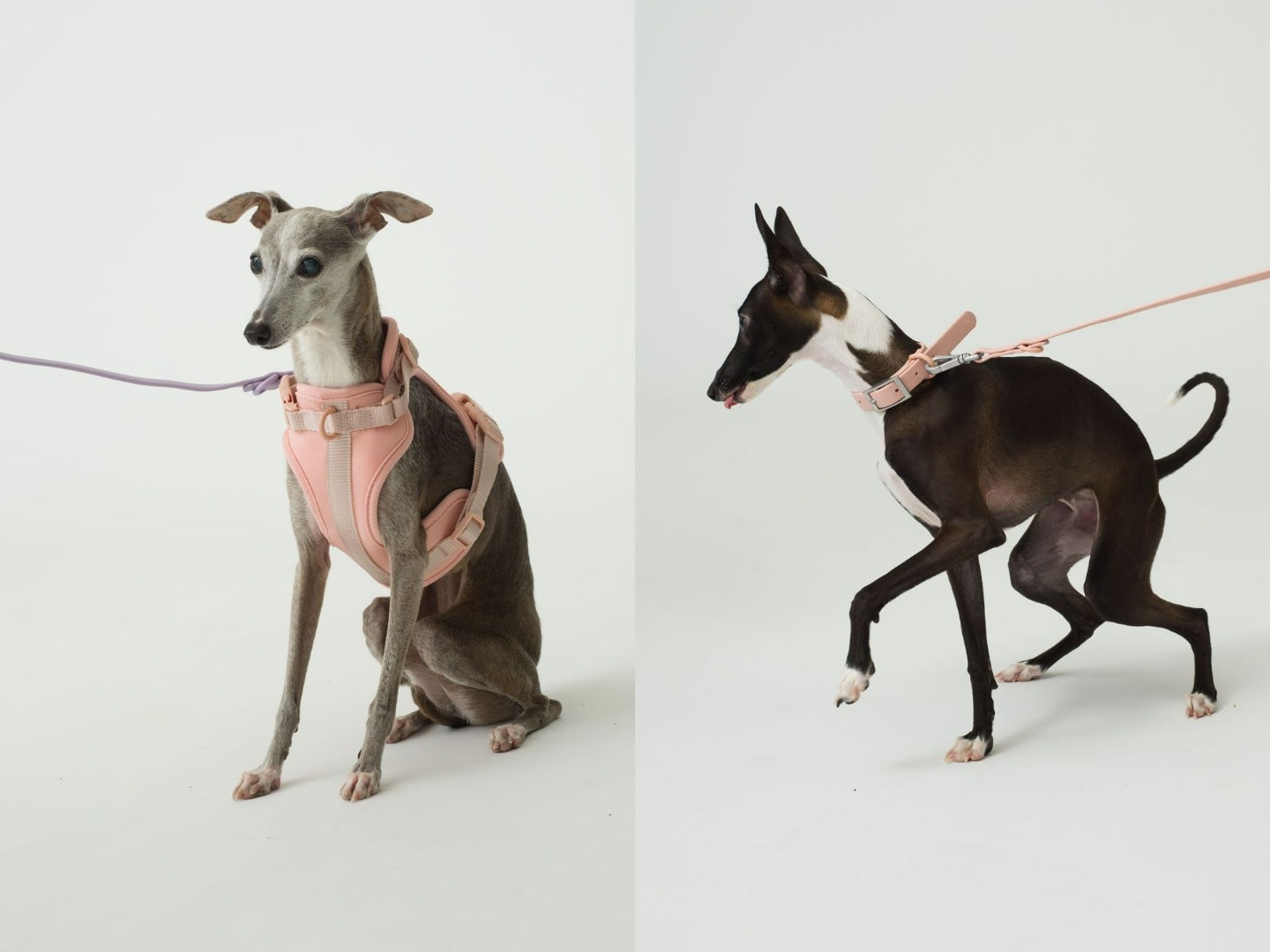 Leash/Harness/Collar
