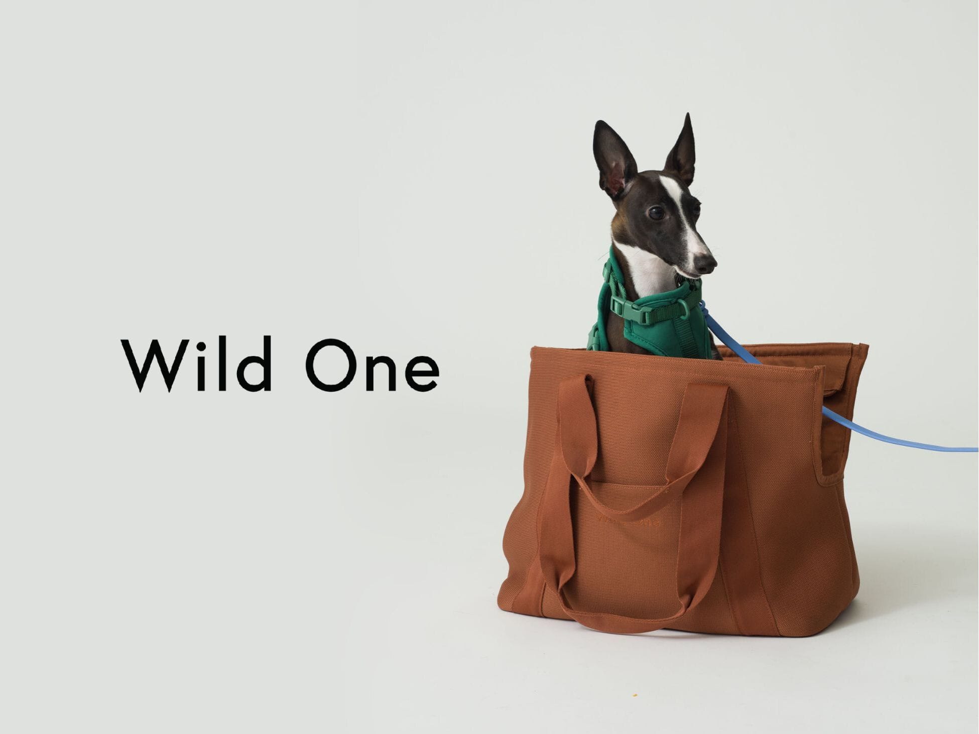 Wild One 4.26(sat) Launch