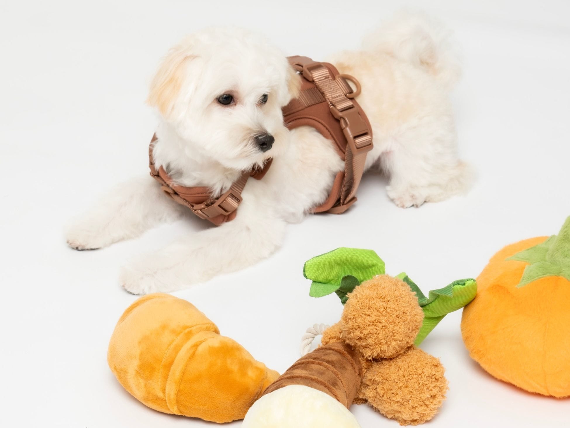 20250925_P.L.A.Y. Pet Toy New Arrival_1