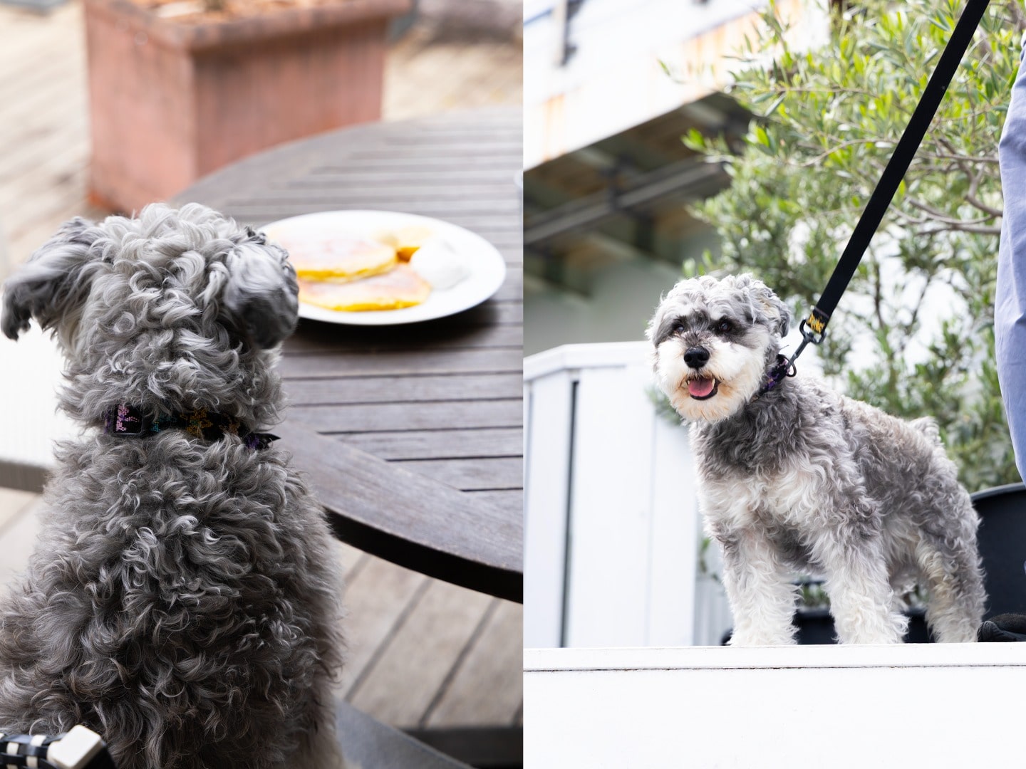Dog Friendly2