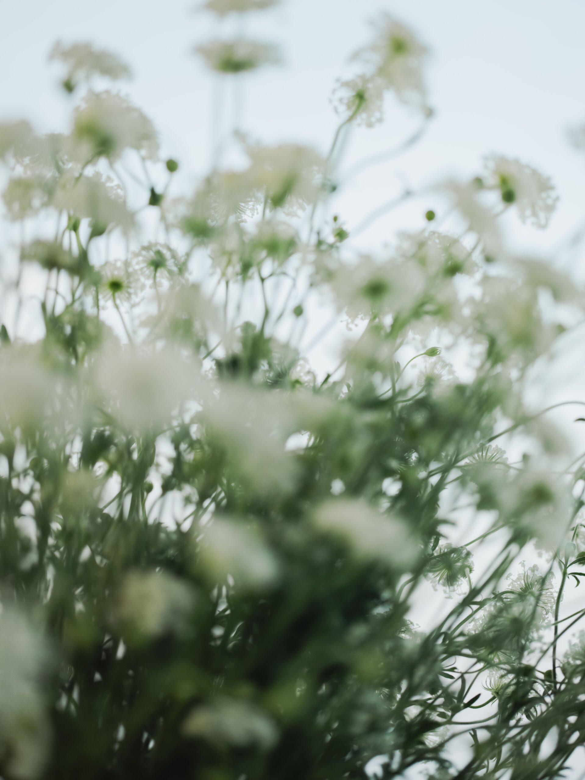 花3